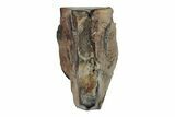 Fossil Ceratopsian Dinosaur Tooth - Judith River Formation #260343-1